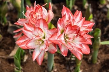 amaryllis_shutterstock_487173046