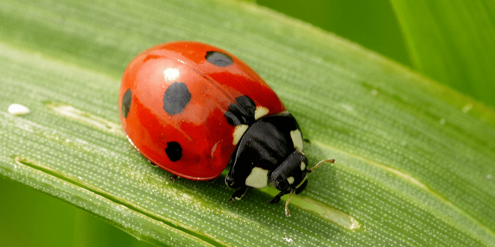 pollinator ladybug