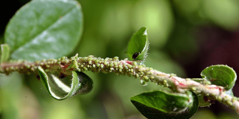 green aphids