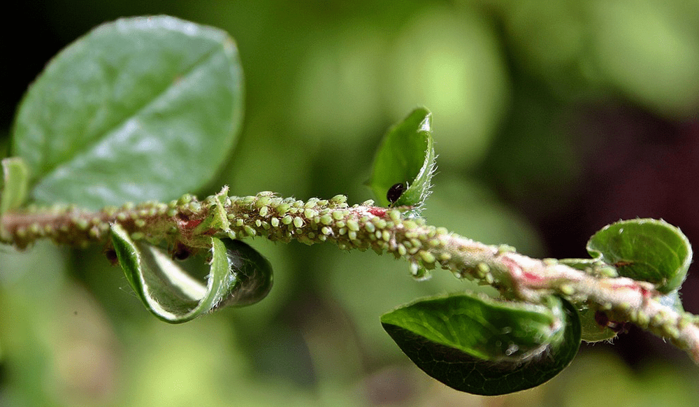 green aphids