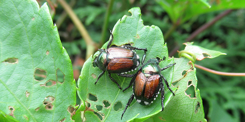 royal-city-nursery-guelph-pest-control-controlling-pests