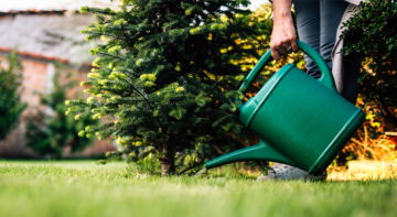 royal city nursery guelph late summer watering tree