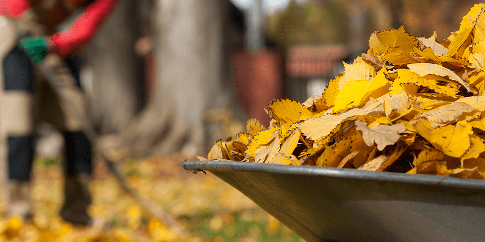 royal city nursery guelph fall lawn care guide