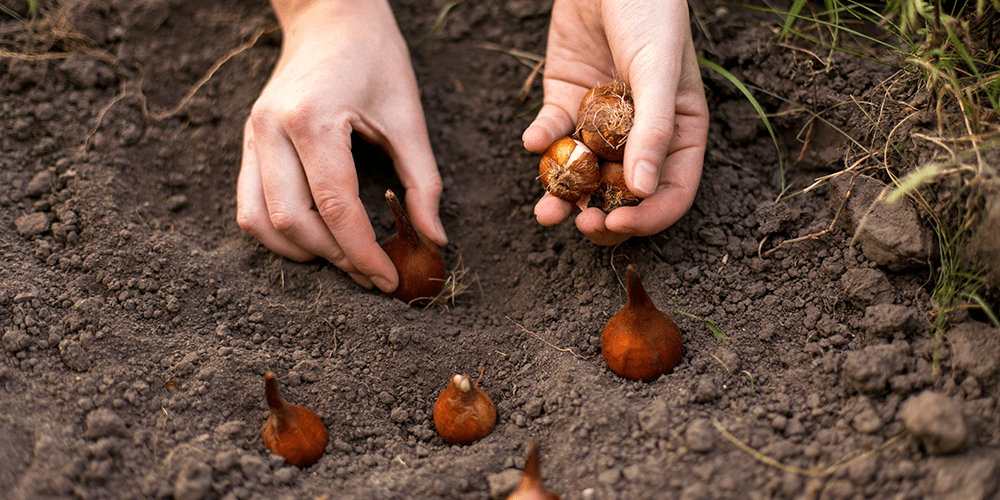 royal city nursery guelph when to plant bulbs ontario