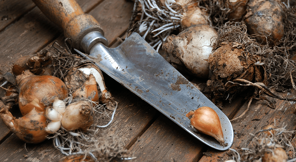 When to Plant Bulbs in Ontario