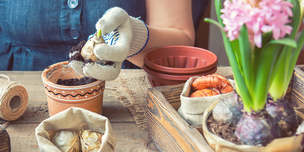 royal city nursery guelph how to force bulbs indoors planting