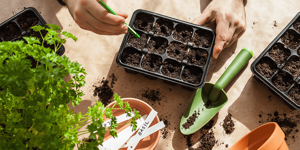 royal city nursery guelph how to start seeds indoors