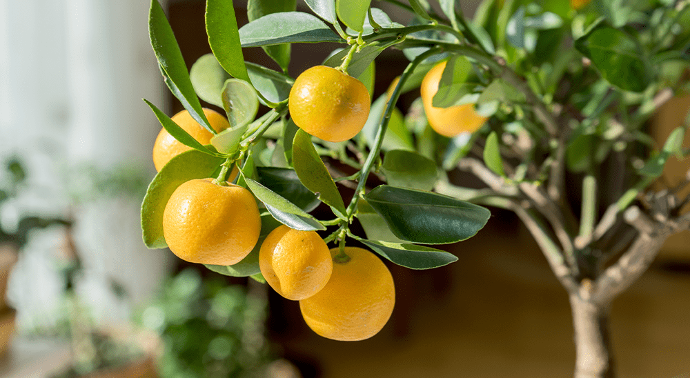 How to Care for Citrus Trees