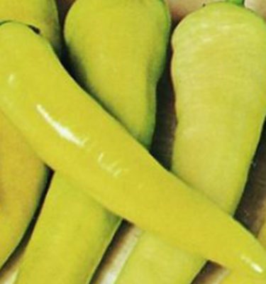 OSC, Pepper, Hungarian Yellow Wax (Hot)