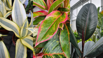 Blog Image - Bright Plants