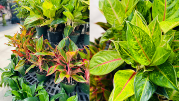 Blog Image - Chinese Evergreens