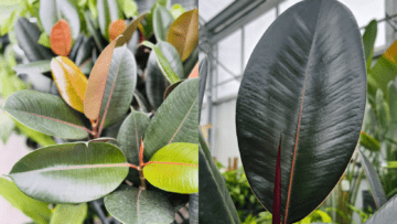 Blog Image - Rubber Plant