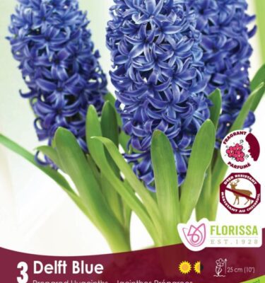 Prepared Hyacinth, Delft Blue