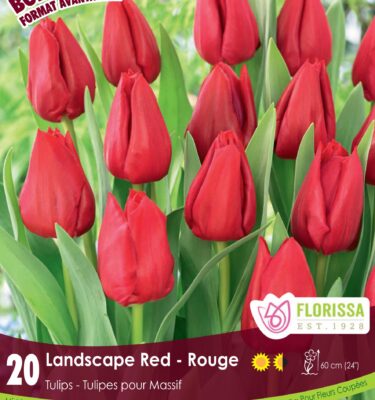 Tulip, Landscape Red
