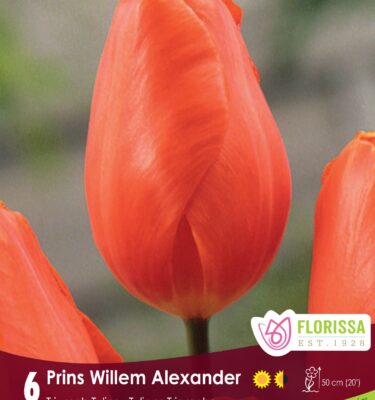 Tulip, Prins Willem Alexander