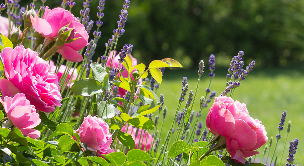 royal city nursery plant care for beginner gardeners peonies lavender