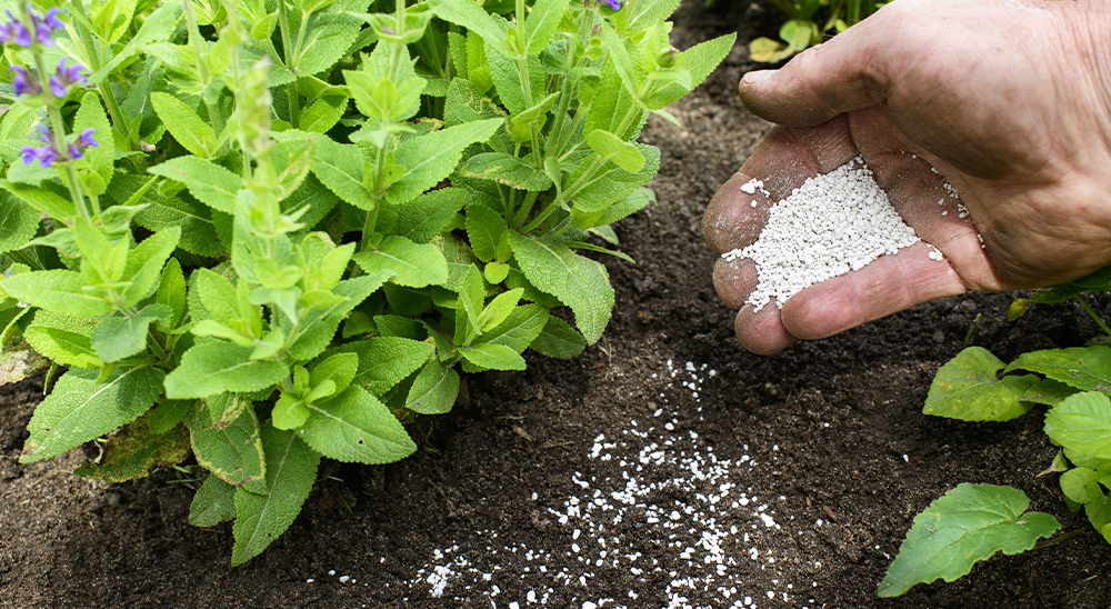 royal city nursery plant care for beginner gardeners fertilizing