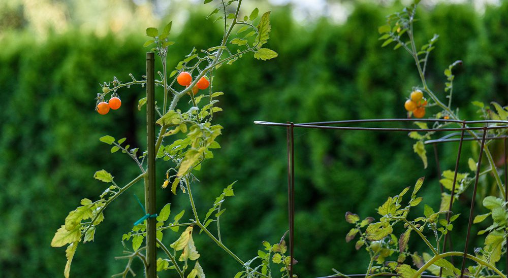 royal city nursery plant care for beginner gardeners tomato cages stakes