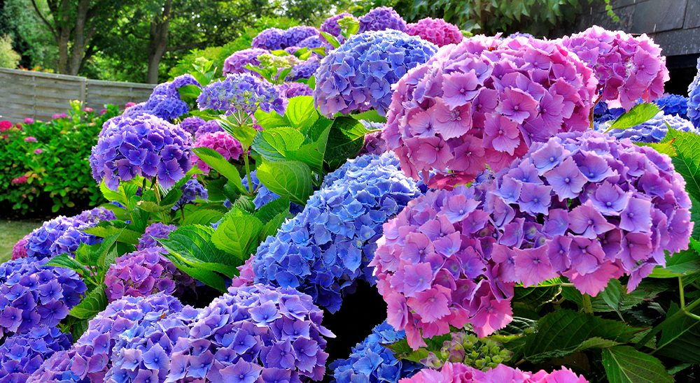 royal city nursery troubleshooting hydrangeas big blooms