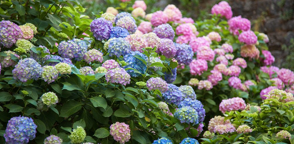 royal city nursery troubleshooting hydrangeas bush pink purple blue blooms