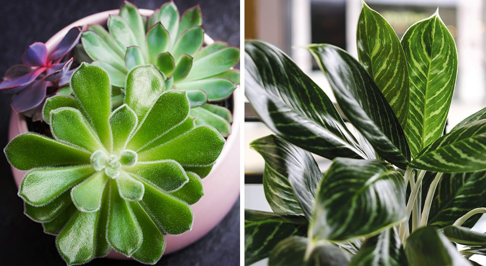 echeveria succulents and chinese evergreen royal city nursery guelph