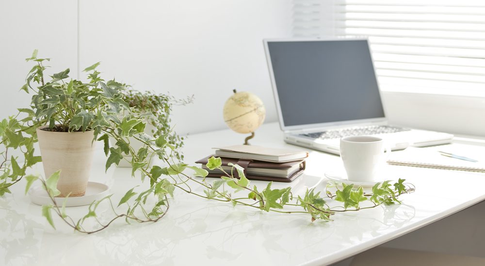 english ivy on desk royal city nursery guelph