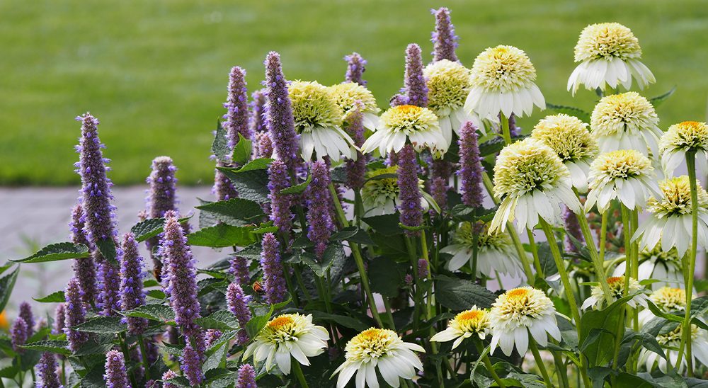 planting perennials agastache coneflowers royal city nursery guelph