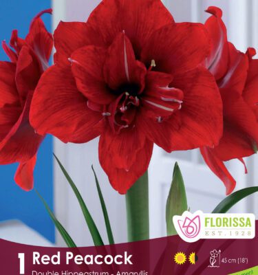 Amaryllis, Double Red Peacock