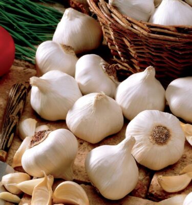 Garlic, Regular