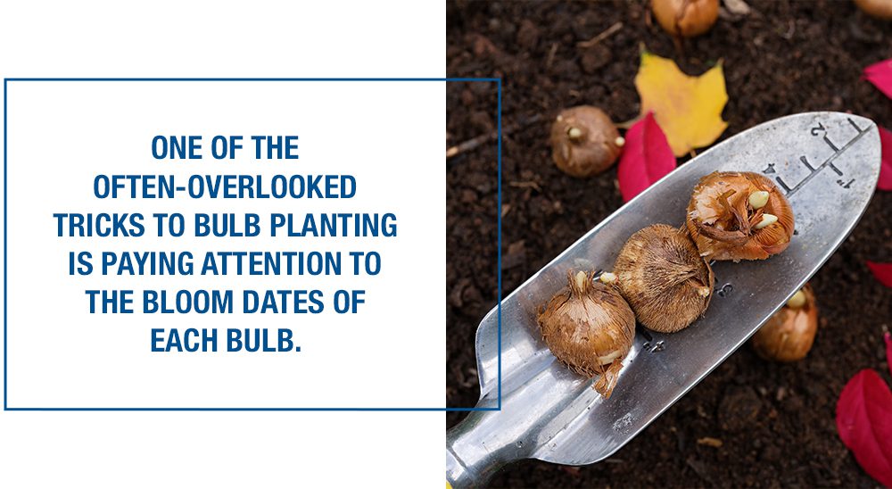 fall garden bulb planting quote