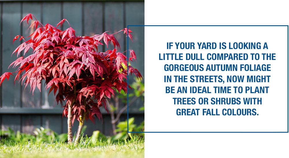 fall garden tree planting quote