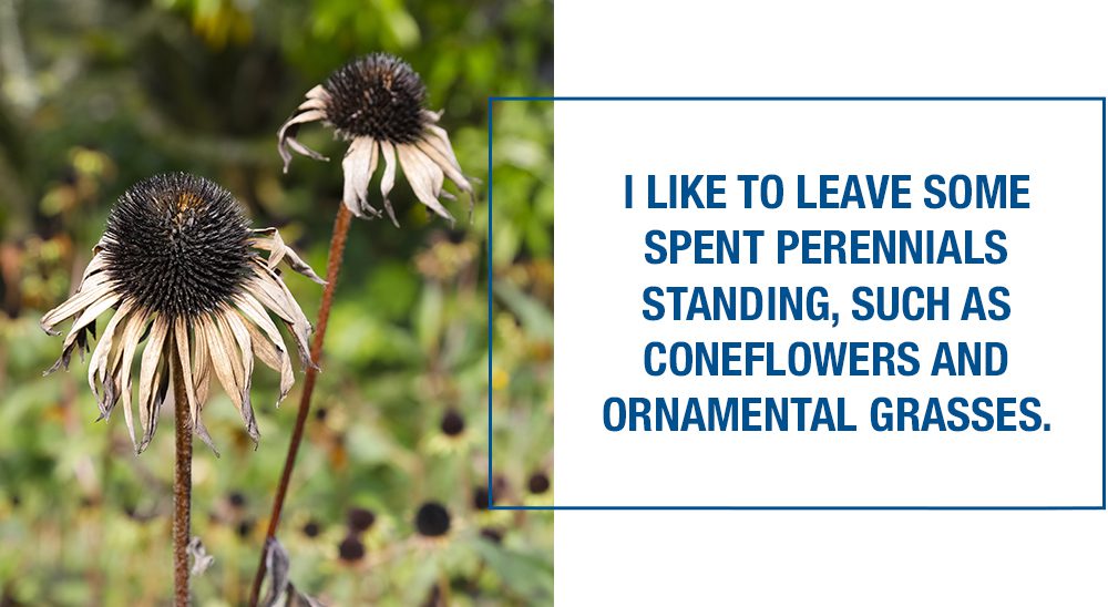 fall garden checklist dead coneflowers quote