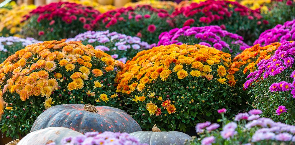 colourful chrysanthemums with black pumpkins royal city nursery guelph