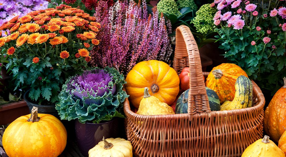 fall display pumpkins chrysanthemums ornamental cabbage royal city nursery guelph