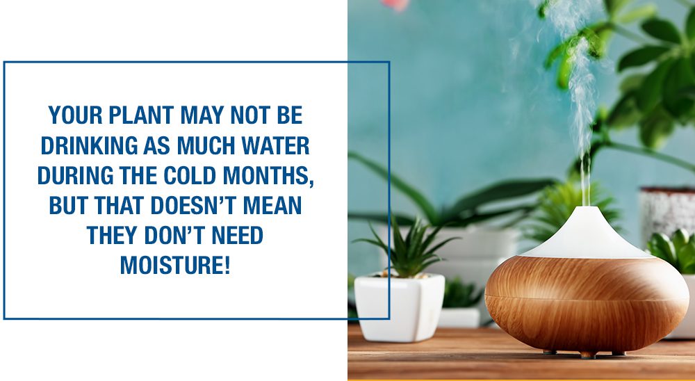 houseplant care in fall and winter humidifier with houseplants