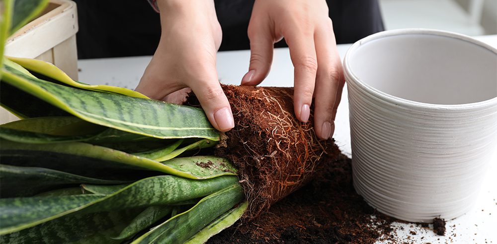 houseplant care in fall and winter transplanting snake plant