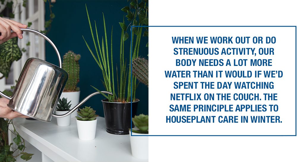 houseplant care in fall and winter watering your houseplants