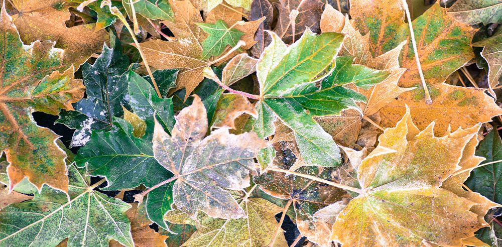 Fall Landscape Dos And Don Ts Royal, Leaf Landscape Nursery