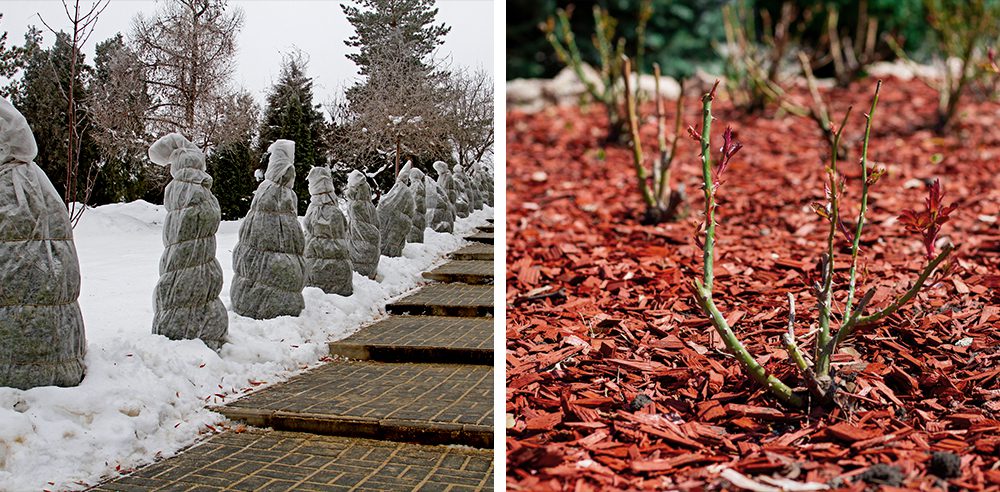 fall landscape care wrapping evergreens and mulching rose bushes