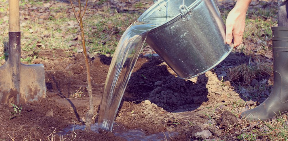 royal city nursery guelph watering trees in fall