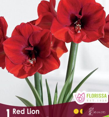 Amaryllis, Red Lion 26+
