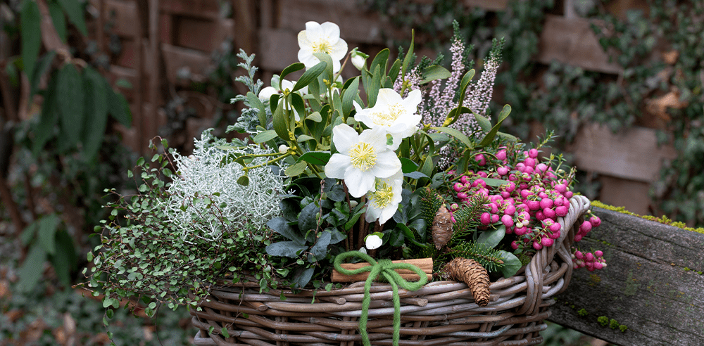 winter porch pot Royal city nursery guelph