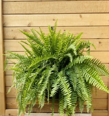 Boston Fern, Hanging Basket, 10", 2 for $50