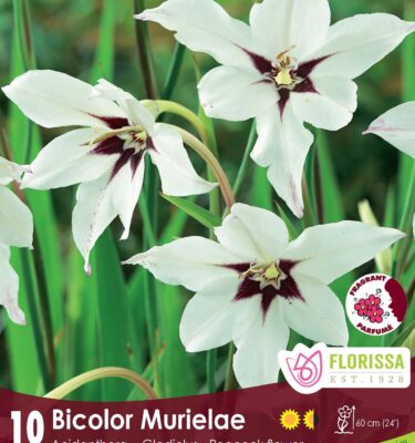 Acidanthera, Bicolor Murilea