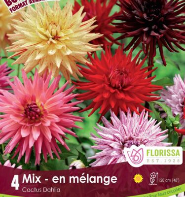 Dahlia, Cactus Mix