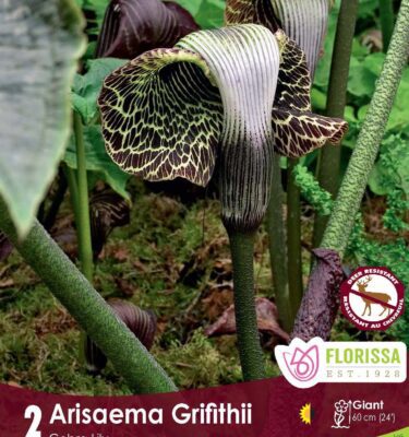 Arisaema, Griffithii (Cobra Lily Roots)