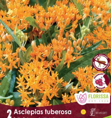 Asclepias, Tuberosa (Milkweed)