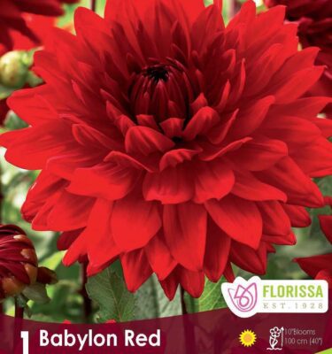 Dahlia, Dinnerplate, Babylon Red