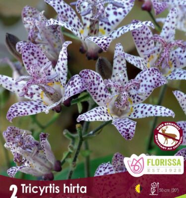 Tricyrtis, Hirta (Japanese Toad Lily)