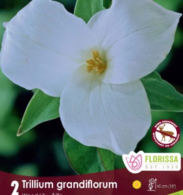 Trillium, Grandiflorum